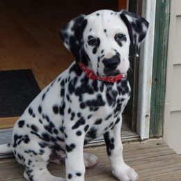Dalmatians from Spotagious Dalmatians