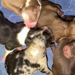 Girl 1 - Blue merle female Australian Shepherd puppy in Clarkrange, Tennessee from Vom Wolff