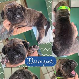 BUMPER - Brindle male Great Dane puppy in Wellsville, New York from Prophecy Danes