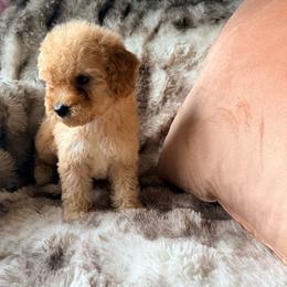 Princess Daisy - Apricot female Poodle puppy in Uniondale, New York from Poodles Are Mixy