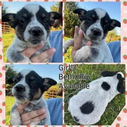 Girl 3 - Blue female Australian Cattle Dog puppy in Bradford, Arkansas from Cedar Rock Heelers and Kelpies