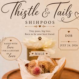 Declan - Gold and white male Shihpoo puppy in Hudson, Florida from Thistle & Tails Shihpoos