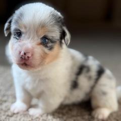 Male blue merle - White and black male Pembroke Welsh Corgi puppy in Glendale, Arizona from CorgiholicsAz