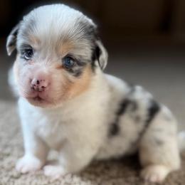 Male blue merle - White and black male Pembroke Welsh Corgi puppy in Glendale, Arizona from CorgiholicsAz