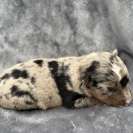 Abi - Blue merle female Toy Australian Shepherd puppy in Ambrose, Georgia from Brandilyn's Aussies