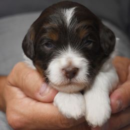 Australian Labradoodle Puppies from Frosty Hill Australian Labradoodles