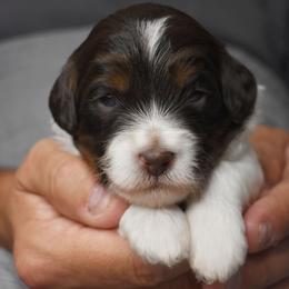 Australian Labradoodle Puppies from Frosty Hill Australian Labradoodles