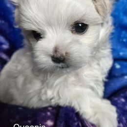 Girl 1 - Maltese puppy in Kane, Pennsylvania from Emerald Maltese