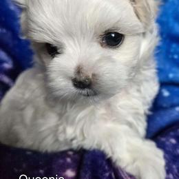 Girl 1 - Maltese puppy in Kane, Pennsylvania from Emerald Maltese