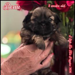 Amos now Beau - Red male Shih Tzu puppy in Beatrice, Nebraska from I Shih Tzu Not Puppies