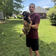 Artak's Home Shark - Red male Belgian Malinois puppy in Monroe, North Carolina from Artaks Home Malinois