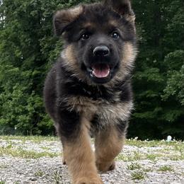 German Shepherd Puppies from Aus Gerstbrei German Shepherds