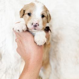 Boy 6 - male Bernedoodle puppy in Kamas, Utah from A + E Farms
