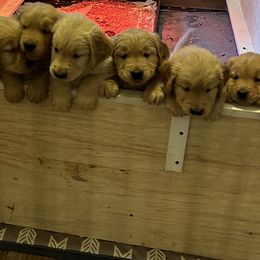 Golden Retrievers from Adele's Golden Retrievers