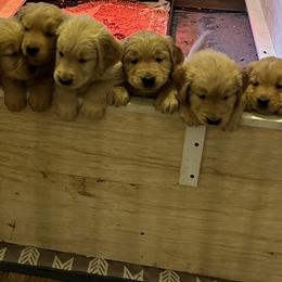 Golden Retrievers from Adele's Golden Retrievers
