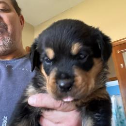 Pink girl - Black and mahogany female Rottweiler puppy in Colorado Springs, Colorado from Von Locher Rotties