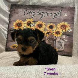 Sven - Black and tan male Yorkshire Terrier puppy in Forest, Virginia from Majestic Touch Kennels and Pet Services