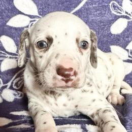 Snow - White and liver brown female Dalmatian puppy in Travelers Rest, South Carolina from Cotton Top