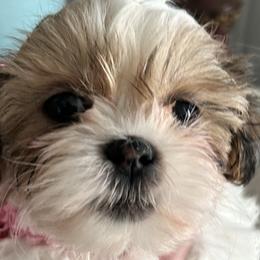 Shih Tzus from Steps Preppy Pups