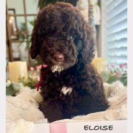 ELOISE - Chocolate female Goldendoodle puppy in Houston, Texas from Pia’s Doodle Poodle Wag