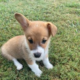 Silver boy - Red male Pembroke Welsh Corgi puppy in Adairsville, Georgia from R&R Corgis
