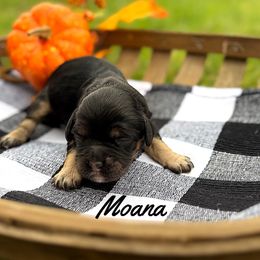 Moana - Black and tan female Cockapoo puppy in Clinton, Oklahoma from Enchanted Spaniels