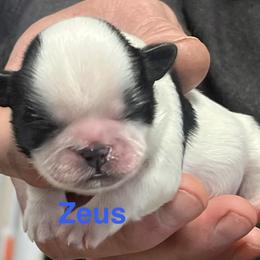 Zeus - Black and white male Shih Tzu puppy in Bloomfield, Indiana from Meihem Pups