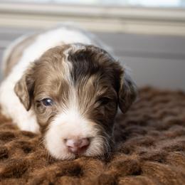 Fizz - Chocolate merle male Bernedoodle puppy in Youngstown, Florida from Wonderland’s Boujie Kennels