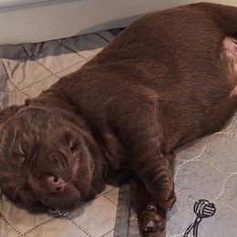 Labrador Retriever Puppies from Fetching Labrador Retrievers