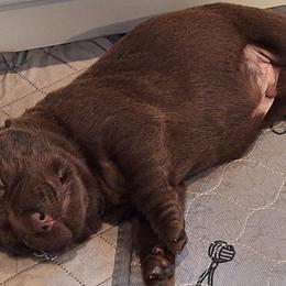 Labrador Retriever Puppies from Fetching Labrador Retrievers