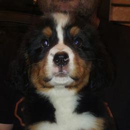 Honey Bun - Tri-color female Bernese Mountain Dog puppy in Shawnee, Oklahoma from Little House