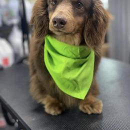 Doug - Dachshund