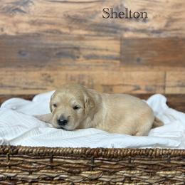 Shelton - Golden male Golden Retriever puppy in Fruitland, Idaho from Bethel Retrievers