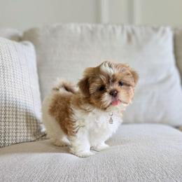 Josie - Liver and white female Shih Tzu puppy in Republic, Missouri from Kolo House Shihtzus