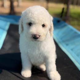 Beau - White male Poodle puppy in Poplarville, Mississippi from Southern Belle Poodles