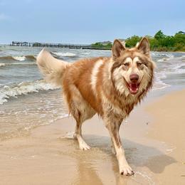 Inlvchi - Native American Indian Dog