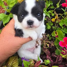 Tucker - Black and white male Chihuahua puppy in Amity, Pennsylvania from Baxters Chihuahuas