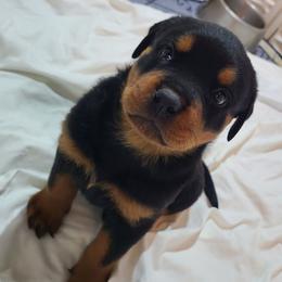 Max - Black and mahogany male Rottweiler puppy in Humboldt, Arizona from Guardian Angel Rottweiler