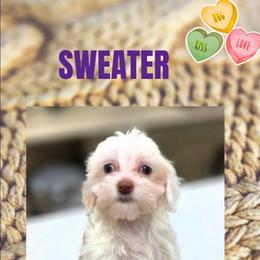 Sweater - Buff and white female Cockapoo puppy in West Point, Mississippi from Golden Paws