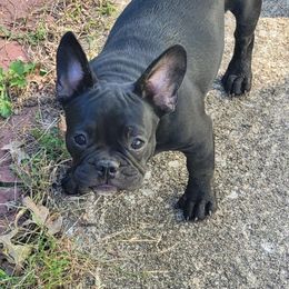 Tasha - Brindle French Bulldog puppy in Missouri from Ricki's French Bulldogs