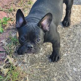 Tasha - Brindle French Bulldog puppy in Missouri from Ricki's French Bulldogs