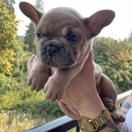 French Bulldog Puppies from Private Reserve French Bulldogs