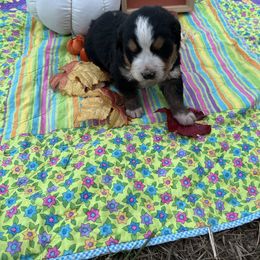 Zeus - Black tan and white male Bernese Mountain Dog puppy in Falls Mills, Virginia from Buck’s Bernese
