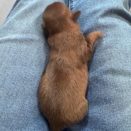 Bonbon - Chocolate female Shih Tzu puppy in Toccoa, Georgia from Shorkie & Shih Tzu Haven