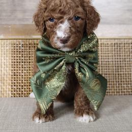 Max - Red  male Goldendoodle puppy in Warsaw, Ohio from Lovabledoodles