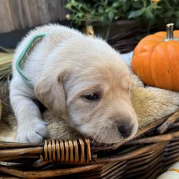 Wendy - Labrador Retriever puppy from Limestone Labradors