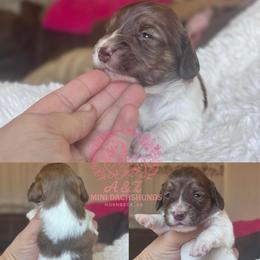 Steve - Brindle male Dachshund puppy in Hornbeck, Louisiana from A&Z Mini Dachshunds