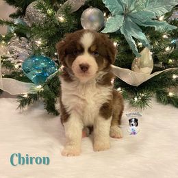 Miniature American Shepherd and Miniature Australian Shepherd Puppies from PreciousGem Miniature American Shepherds