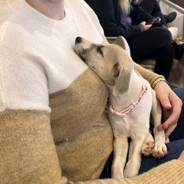 Whippet Puppies from Tigger’s Whippets