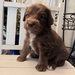 Aussiedoodle Puppies from Kingsden Aussies and doodles